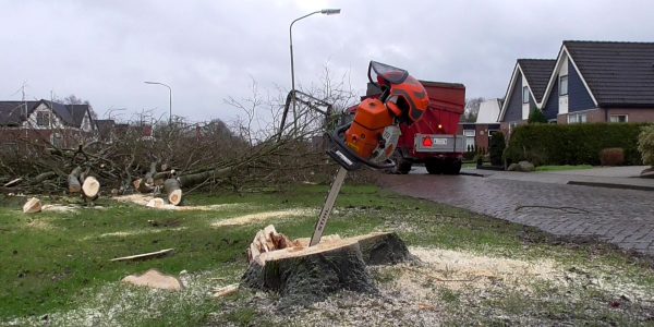 bomenkap