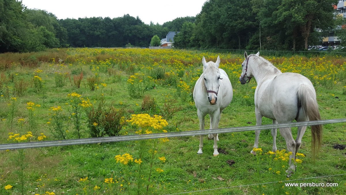 Een weiland bij Emmen dat vol staat met Jacobskruiskruid.