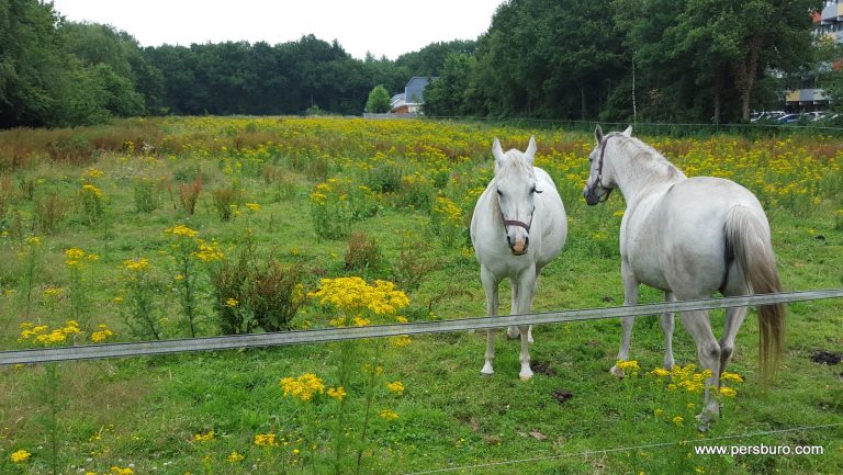 Een weiland bij Emmen dat vol staat met Jacobskruiskruid.