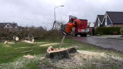 Gemeente laat 150 bomen kappen, bewoners Nieuw-Buinen blij