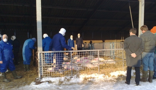 De dieren liggen dood in de buitenstal.